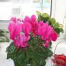 Цикламен персидский